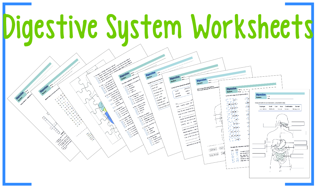 Digestive System Worksheets