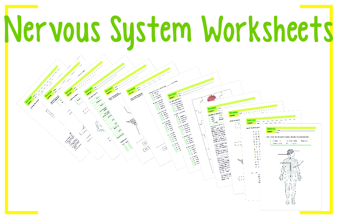 Nervous System Worksheets