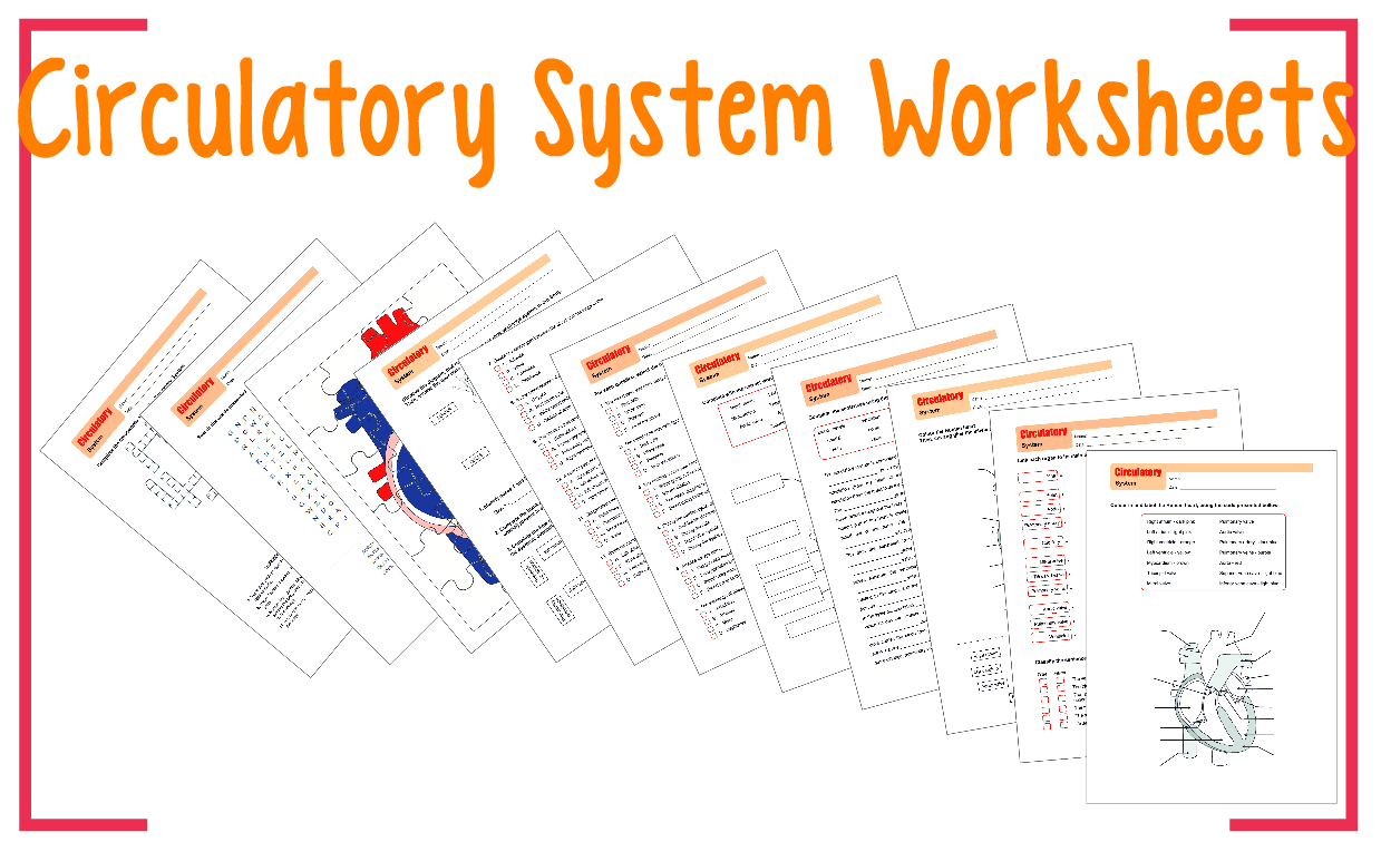 Circulatory System Worksheets