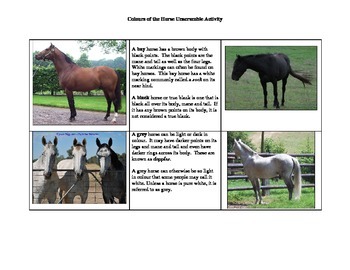 Horse Colours Activity